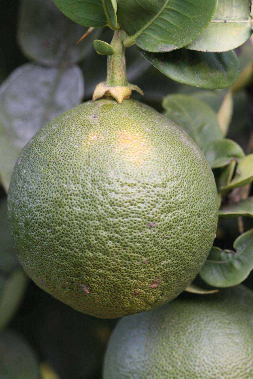            Immature fruit (Riverside, CA)   